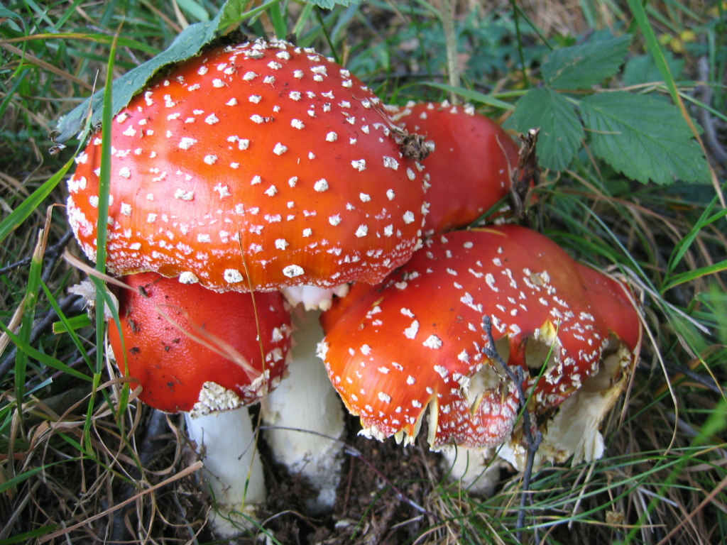 Amanita muscaria variet